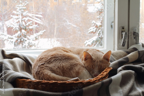 Fotografia A red cat sleeps in a basket near the window in winter.