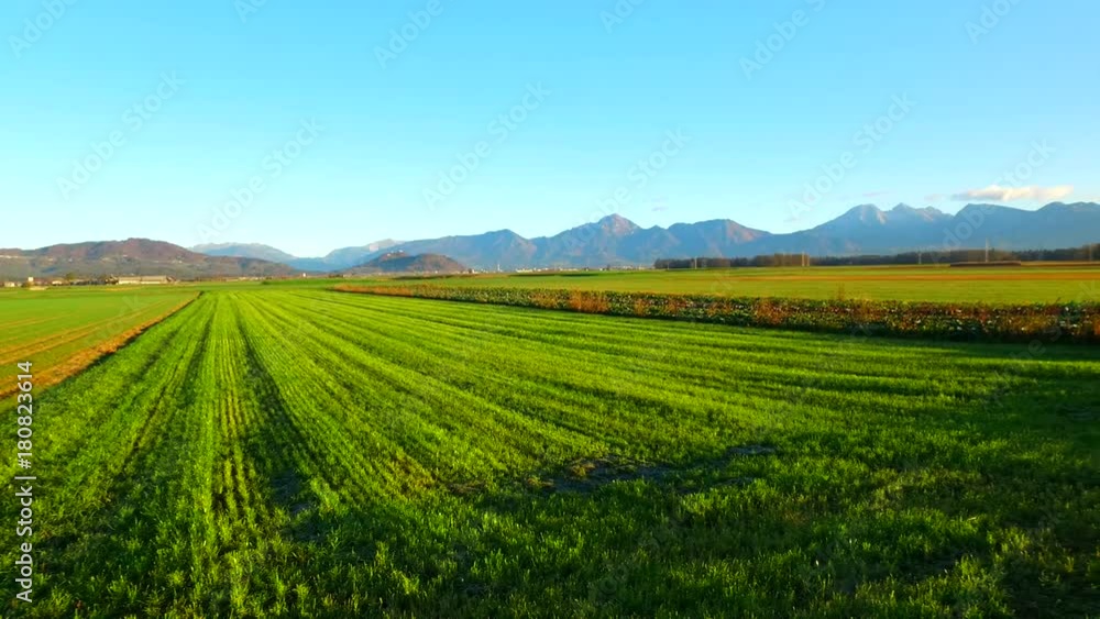 Green fields of young barley in beginning of the autumn. Winter will soon arrive. Green fields of young barley in beginning of the autumn. Winter will soon arrive.