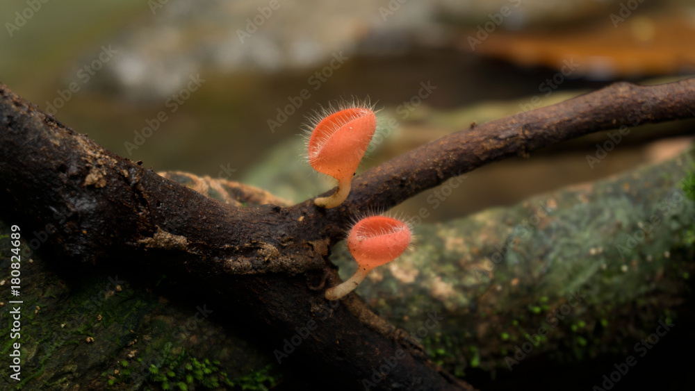 Mushroom orange fungi cup or champagne mushroom on decay wood in the rain forest. Mushroom orange fungi cup or champagne mushroom on decay wood in the rain forest.