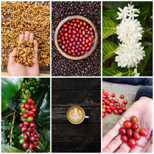 mix of coffee bean and coffee tree with cup of coffee on wooden background