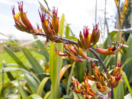 Harakeke New Zealand flax