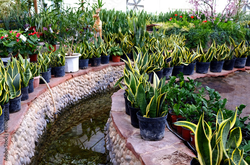 sansevieria plants by the pond in a greenhouse photo