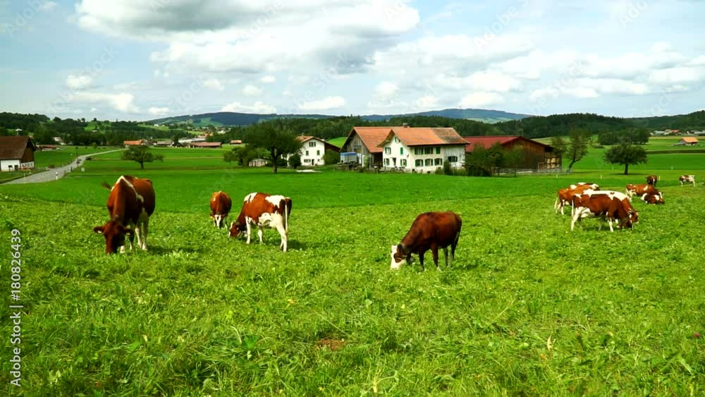 Cows with a bells grazing on Alpine meadows in the district of Gruyeres, Switzerland. Cows with a bells grazing on Alpine meadows in the district of Gruyeres, Switzerland.