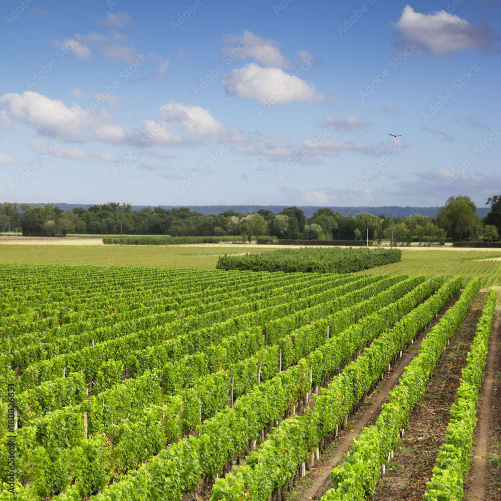 Vineyard Loire Valley France
