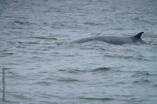 Bryde's whale in gulf of Thailand
