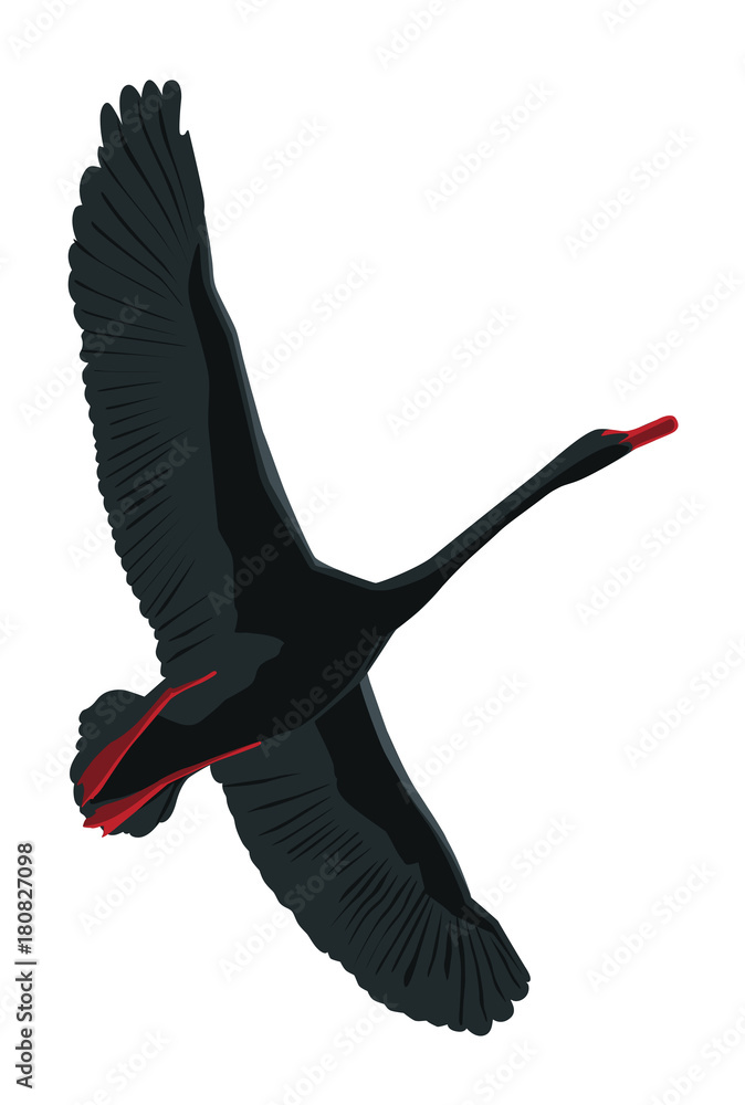 Obraz premium A flying black swan. Vector, isolated on white background
