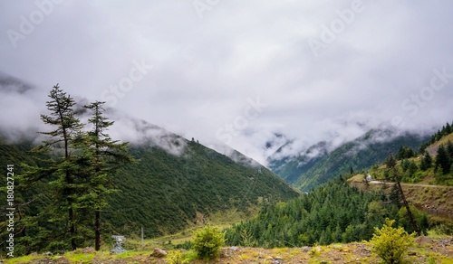 The mountain slope in lying cloud with the evergreen conifers shrouded in mist in a scenic landscape view