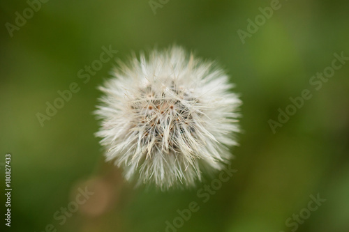 fiore dente di leone