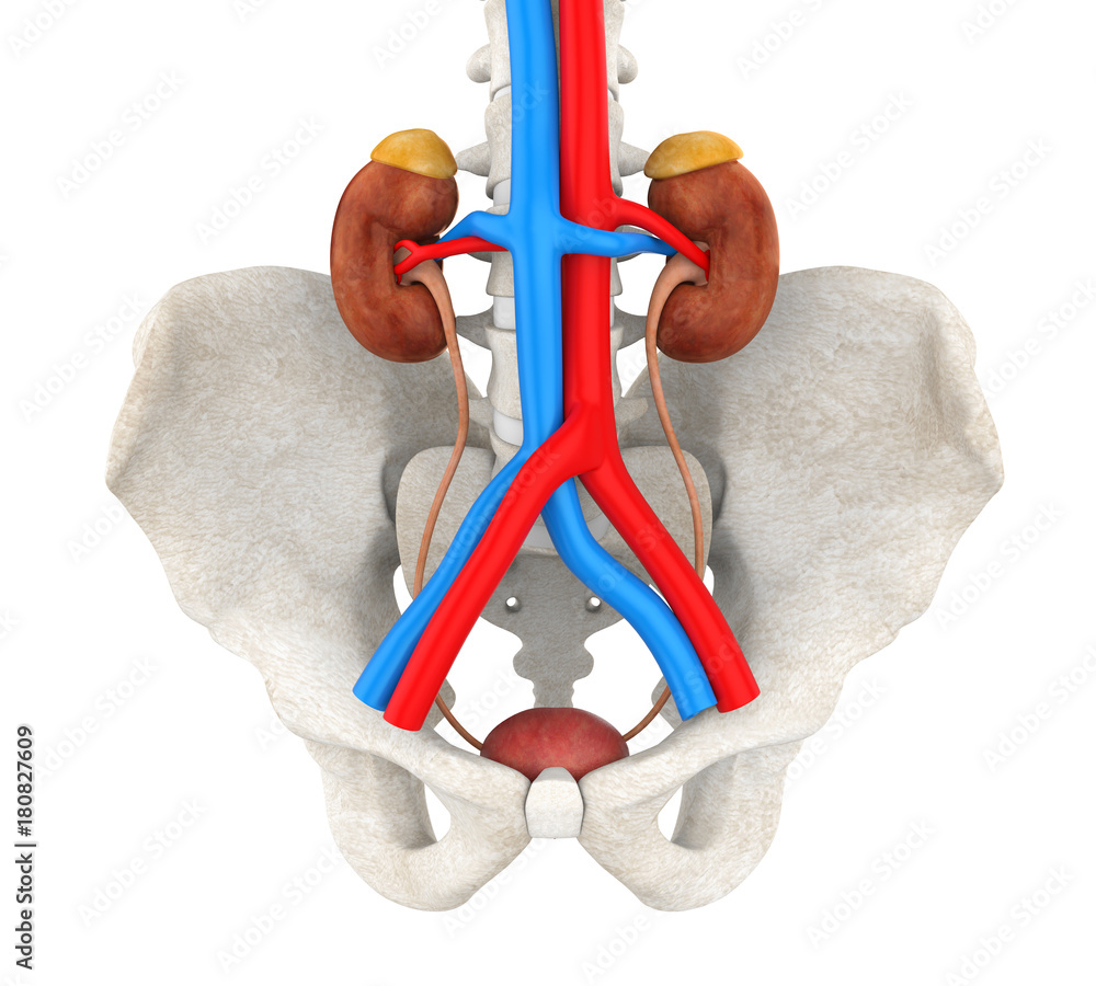 Human Urinary System Illustration Stock Illustration | Adobe Stock