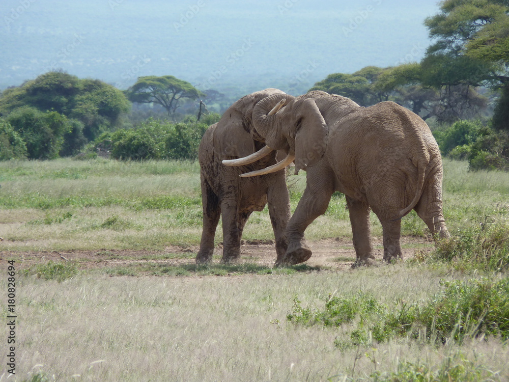rivalisierende Elefantenbullen