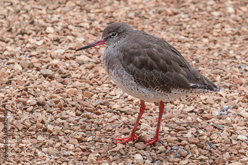 Close up full photograph of a redshank searching for food on a shingle beach