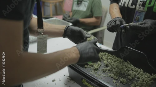 Medical marijuana trimmers manicuring buds for dispensary, medium shot.