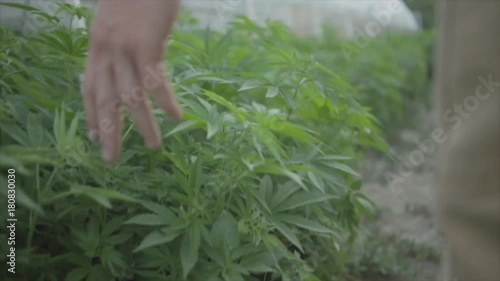 Marijuana farmer brushes hand across cannabis plants as he walks, slo-mo.