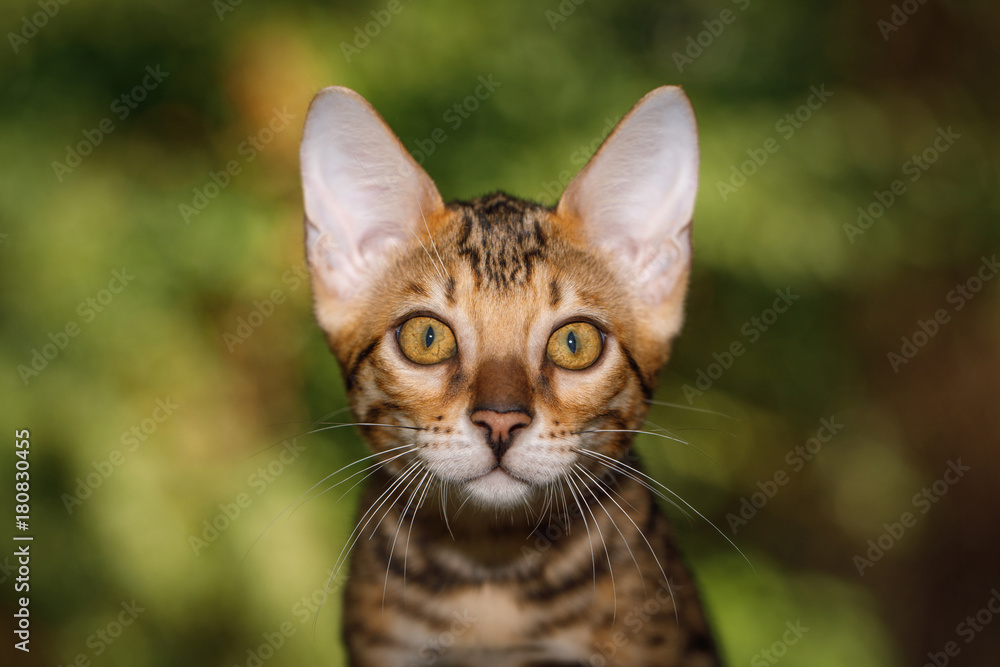 Portrait of Gold Bengal Kitten, front view, nature green background