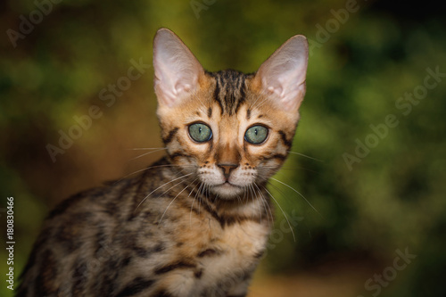 Fototapeta Naklejka Na Ścianę i Meble -  Portrait of Gold Bengal Kitten with green eyes, front view, nature background