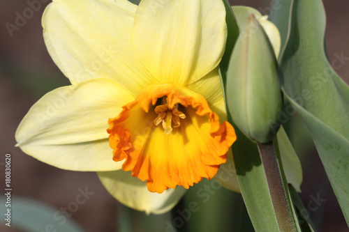 Fototapeta Naklejka Na Ścianę i Meble -  Нарцисс крупным планом.