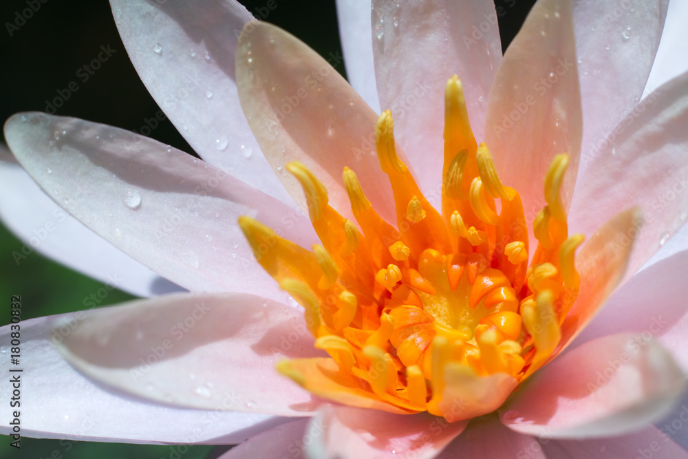Fototapeta premium Close-up lotus flower,Beautiful lotus flower