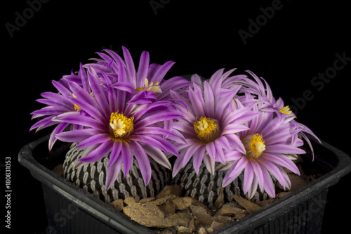 Cactus in a pot with flowers isolated on a black background