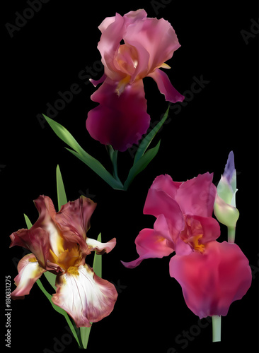 Fototapeta Naklejka Na Ścianę i Meble -  three purple iris flowers isolated on black