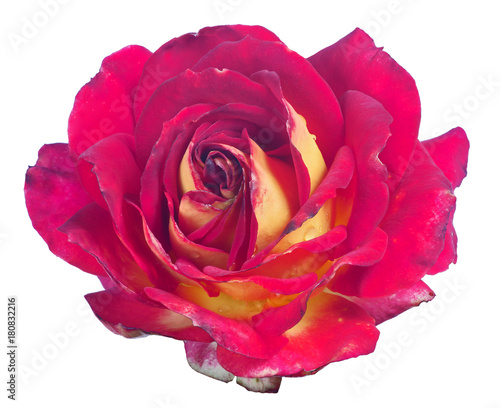 dark red and yellow color rose bloom on white