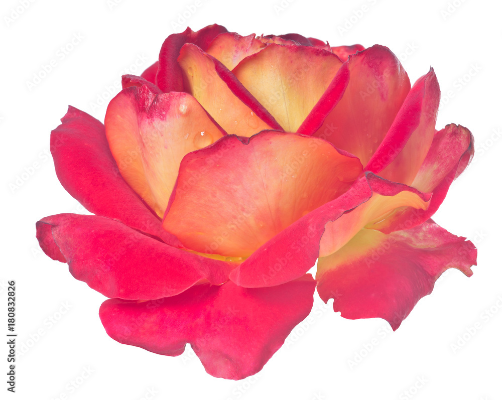 bright red and yellow color rose bloom on white bright red and yellow color rose bloom on white