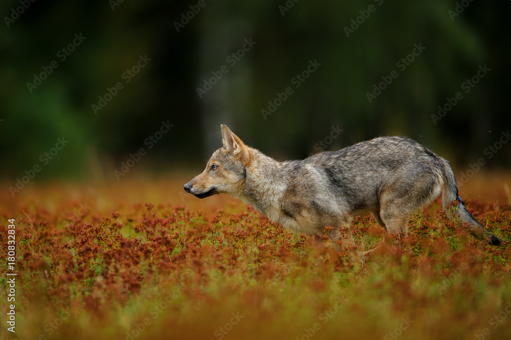 Running wolf in high grass with blossom