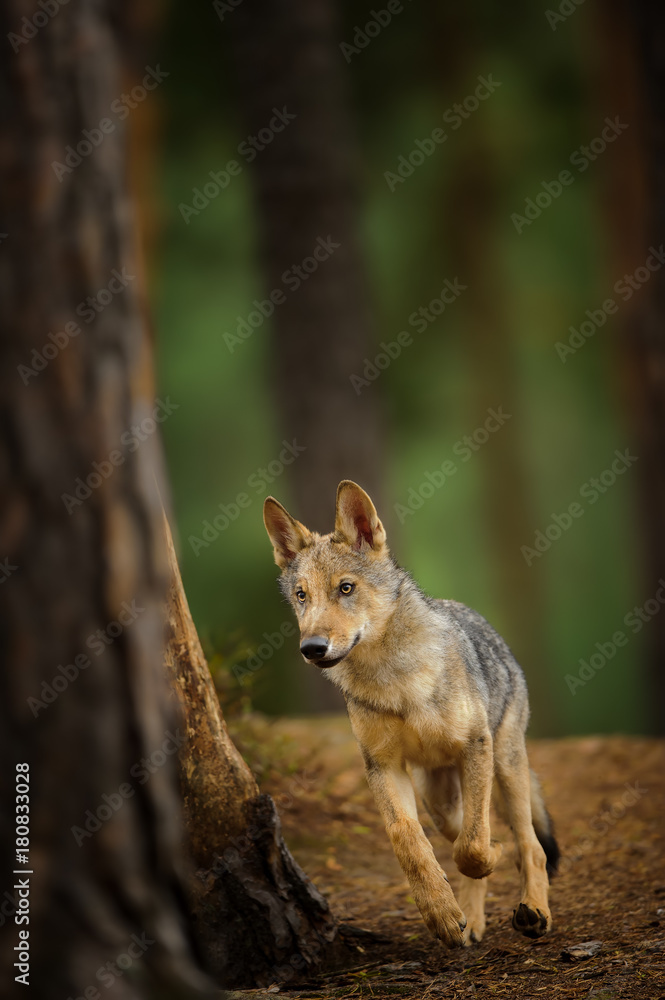 Running wolf in dark forest