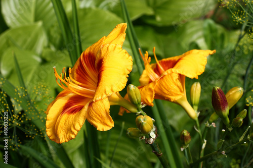Bright flowers of a hemerocallis. Two large flowers of a day lily with orange petals and a claret throat against leaves hosts.
