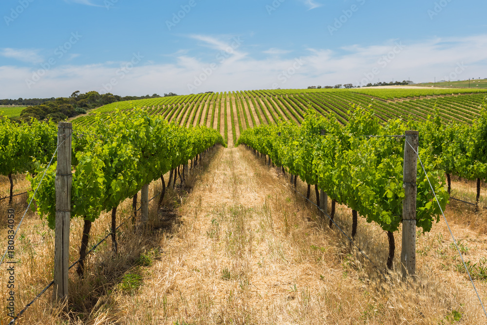 Vinyards running over hills in South Australia