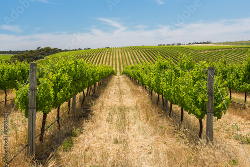 Obraz na płótnie Vinyards running over hills in South Australia w salonie
