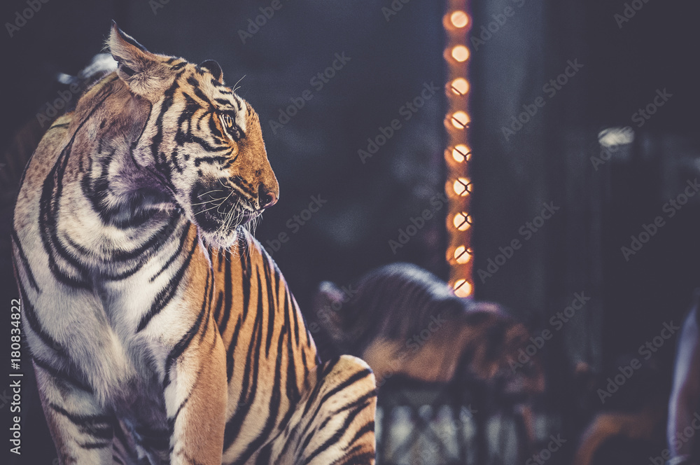 Naklejka premium tygrys na arenie cyrkowej
