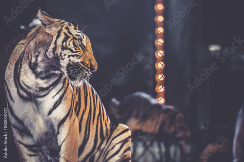 tiger at the circus arena