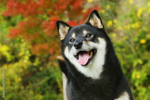 Obraz na płótnie 柴犬 w salonie