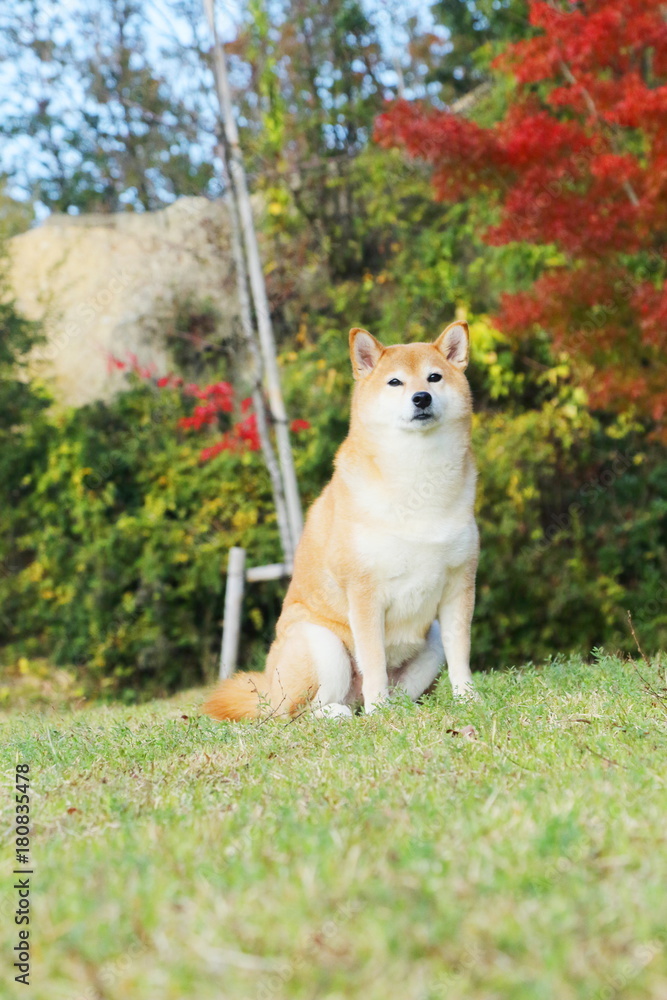 柴犬