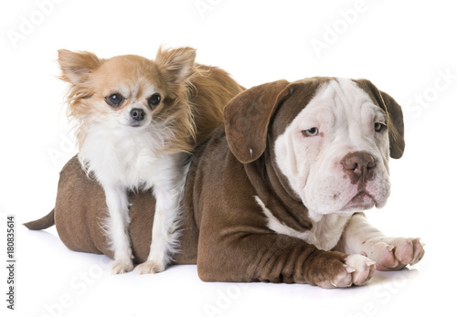 puppy american bully and chihuahua