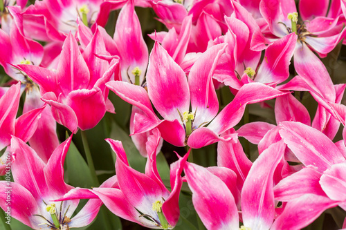 Pink tulip in the field