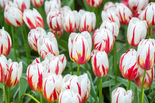 White tulip with red delicate stripes