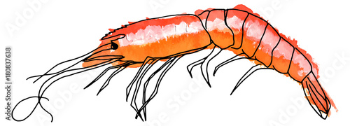 Vector and watercolor shrimp, hand drawn on white background