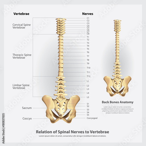 Spinal Nerves and Vertebrae Segments and Roots Vector Illustration