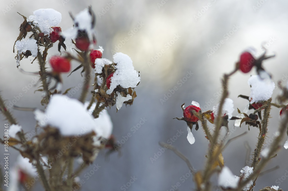 Fruits and branches a dog rose covered with ice and snow on bluish blurred background Fruits and branches a dog rose covered with ice and snow on bluish blurred background