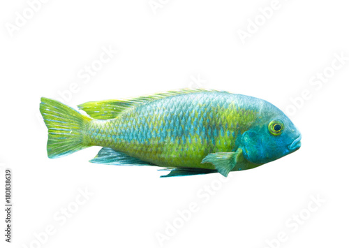The coral reef fish on white background, isolated