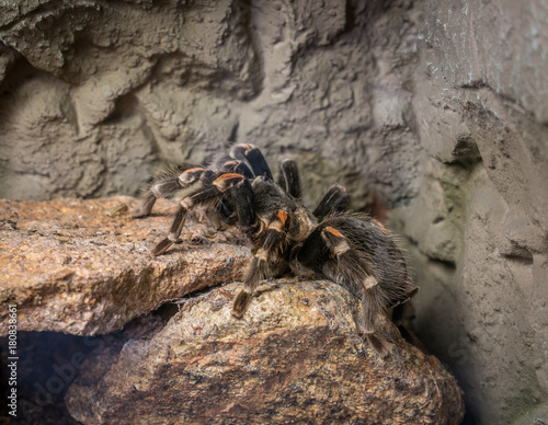 The spider tarantula sitting on a stone, macro