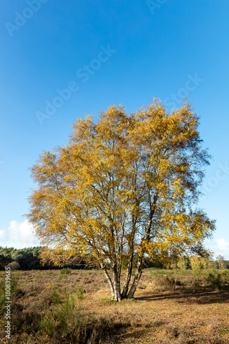 Silver birch in nature