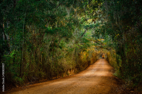 Oak Canopy Road in Florida photo