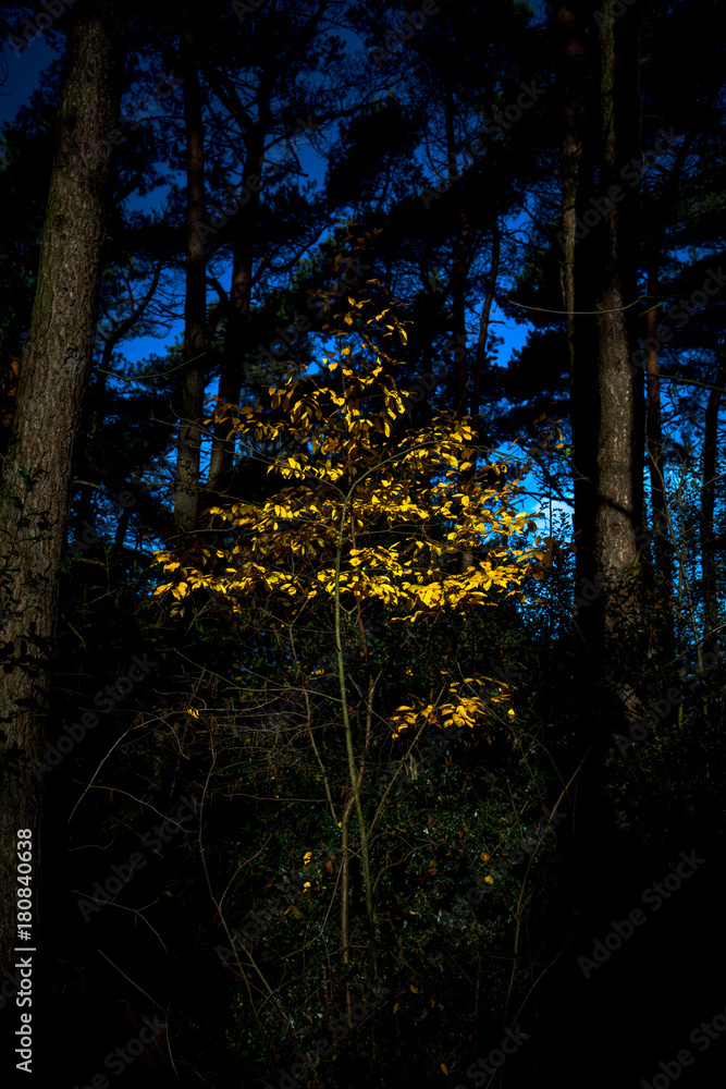 Obraz premium Autmn colors