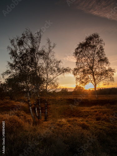 Birch in the sunset