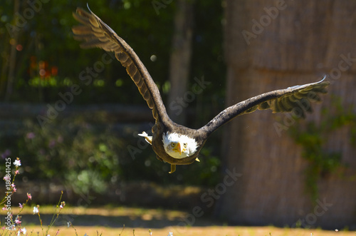 Eagle heading to its prey