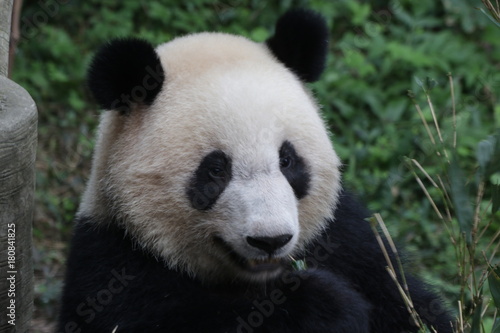 Panda Cub in China