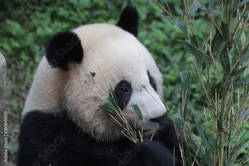 Fototapeta Naklejka Na Ścianę i Meble -  Giant Panda eats Bamboo Leaves, China