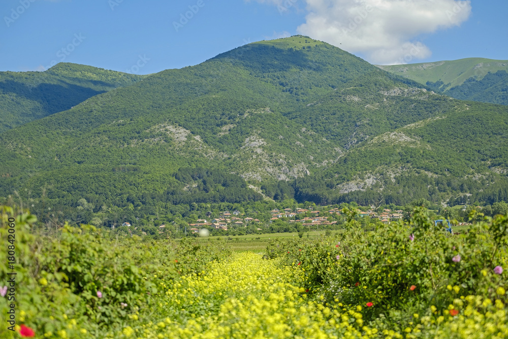 Valley of roses in bulgarian mountains 8